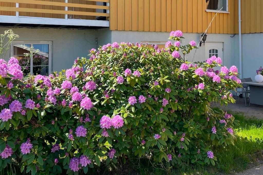 Cosy And Well-Equipped Apartment With Free Parking Trondheim Kültér fotó